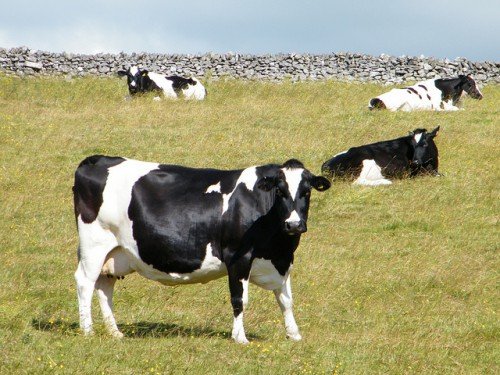Тільність корови: як визначити, дізнатися по поведінці, ознаки