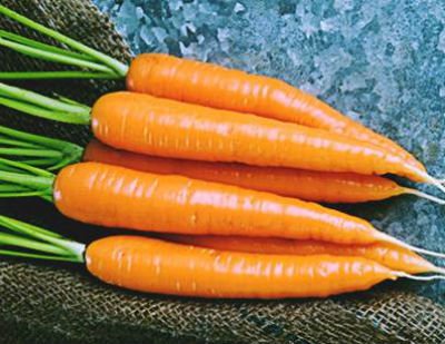 Кращі сорти моркви для відкритого грунту.