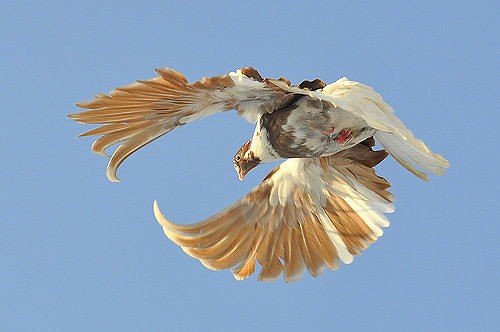 Миколаївські (високольотні) голуби: опис породи, фото