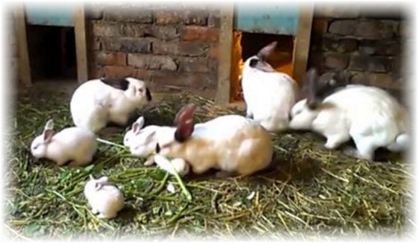 Розведення кролів у вольєрах: особливості, переваги та недосттки