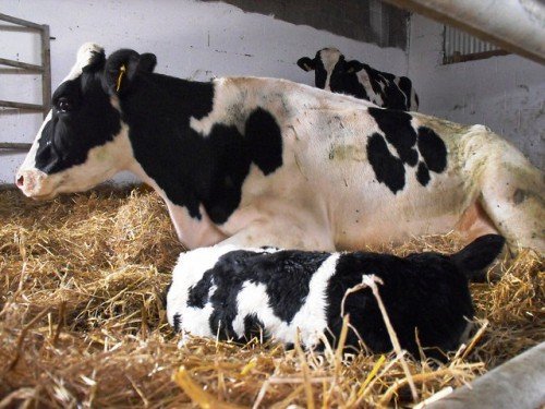 Кетоз корів: історія хвороби, лікування, симптоми