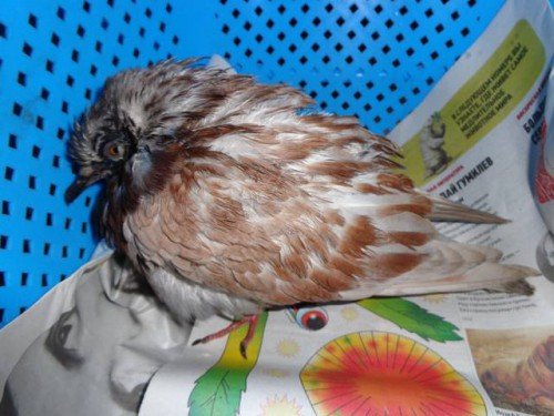 Орнітоз у голубів: симптоми і лікування
