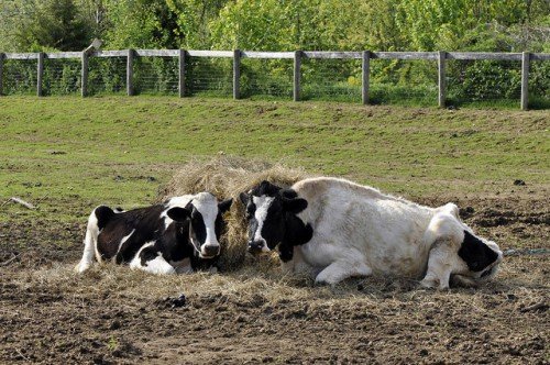 Характерні захворювання ратиць у корів