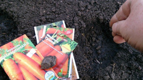 Підготовка грядки під моркву навесні: як зробити, розмір