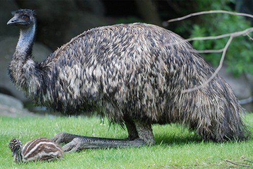 Австралійський страус ему: опис, розведення