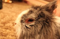 Особливості міксоматозу у кроликів: симптоми і лікування