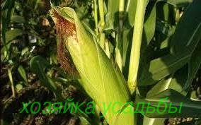 Традиційна технологія вирощування кукурудзи на зерно.