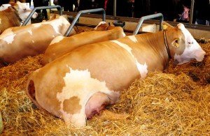 Симентальська порода корів: опис і переваги