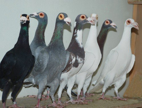 Породи голубів з фотографіями і назвами