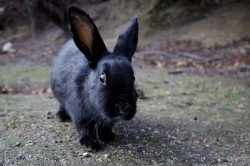 Утримання і розведення кроликів новозеландської породи