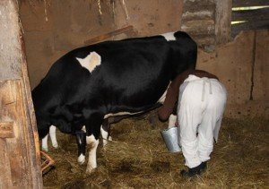 Лікуємо бородавки у корови на вимені