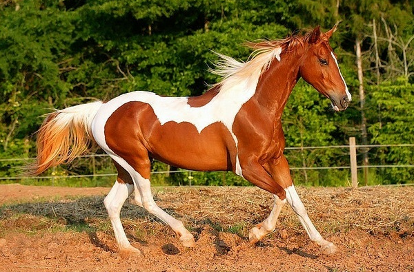 Опис рябій масті у коней, типи фарбувань з фото
