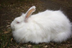 Які породи кроликів існують?