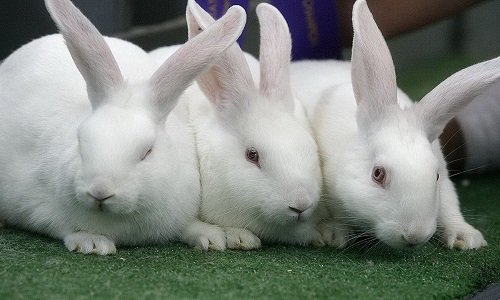 Опис породи кролів білий велетень