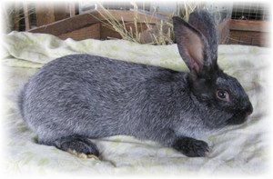 Кролики породи сріблястий: характеристика, утримання та догляд