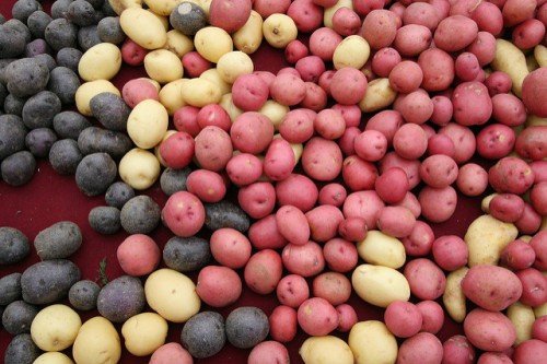 Азофоска для картоплі: застосування добрива