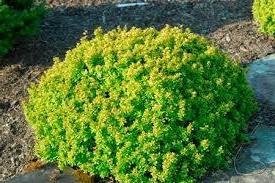 Дивовижний барбарис тунберга — сорти.