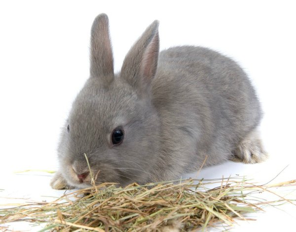 Корм для кроликів: який вибрати для годування вихованців