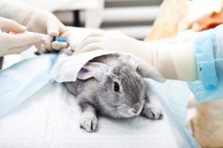 Смердять такі домашні улюбленці, як декоративні кролики?