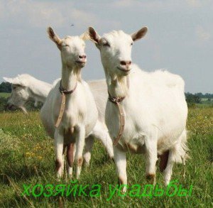 Найкращі молочні породи кіз для домашнього розведення.
