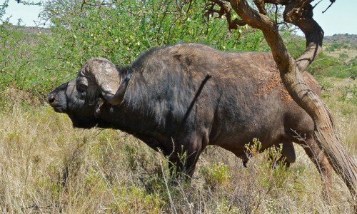 Африканський карликовий буйвол: опис, фото, Кафрський тип