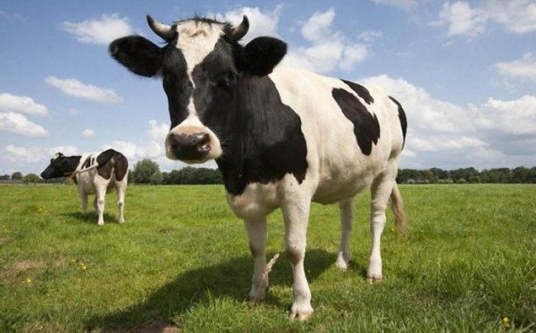 Скільки живе корова в середньому і як продовжити їй життя?