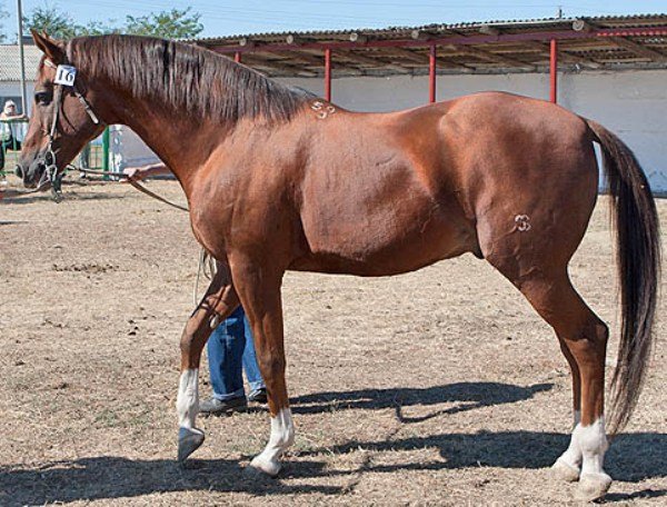 Достоїнства і опис будьоннівської породи коней