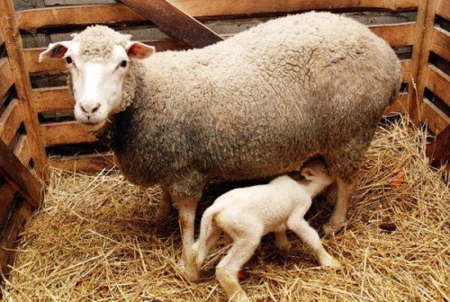 Окіт овець: вагітність, пологи, ягнение, скільки разів в рік
