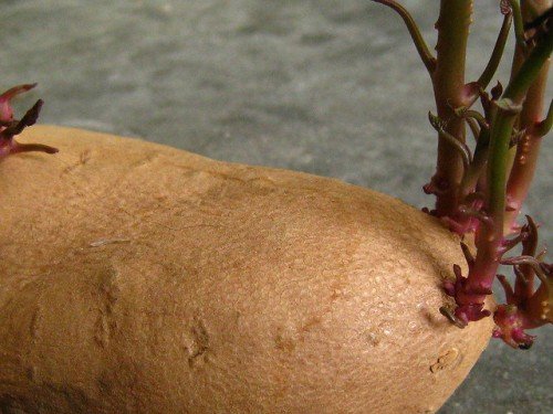Посадка та вирощування картоплі під соломою, сіном