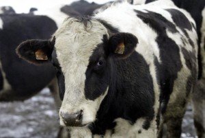 Лейкоз у корів: симптоми, причини, лікування