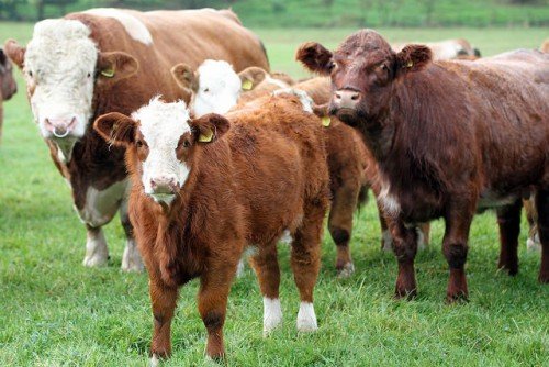 Характеристика симентальської породи корів, зміст, догляд