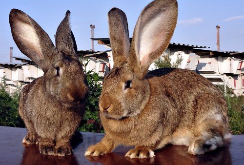 Кролики породи Різен: опис, зміст