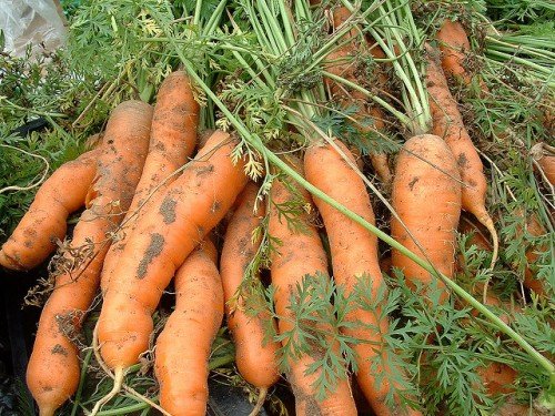 Вирощування моркви у відкритому грунті в Підмосковї: сорти