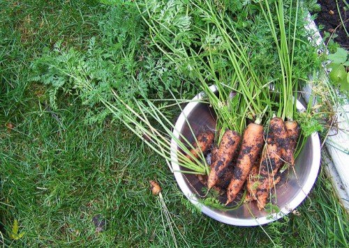 Як правильно зберігати моркву: у квартирі, в льосі