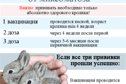 Особливості міксоматозу у кроликів: симптоми і лікування