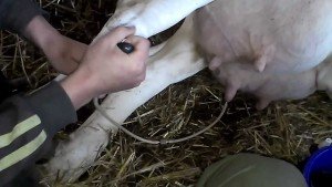 Хвороби корів та їх симптоми, а також способи лікування