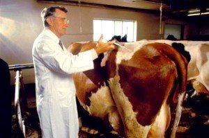 Бруцельоз у корів: симптоми, лікування, профілактика