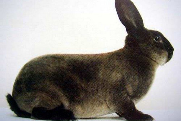 Кролик Рекс: опис і особливості породи