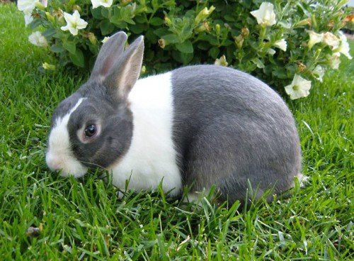 Раціон харчування кролика на день в домашніх умовах