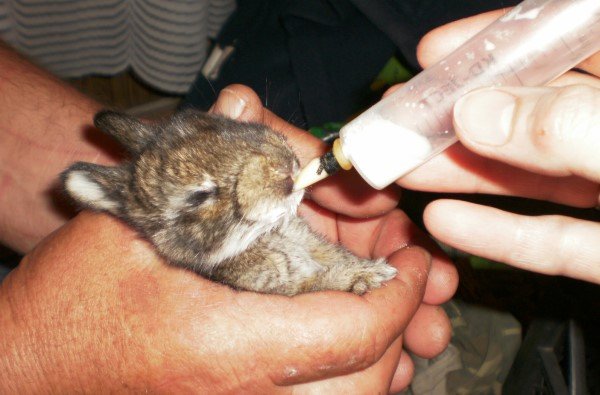 Чим годувати маленьких кроленят   раціон харчування