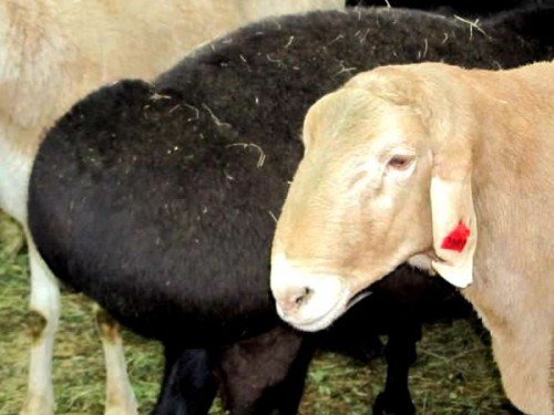 Эдильбаевская порода овець і баранів: фото, огляд, характеристика