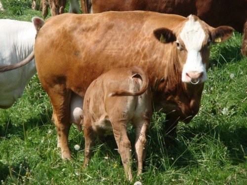 Лейкоз молока корови небезпечний для людини: лікування, профілактика