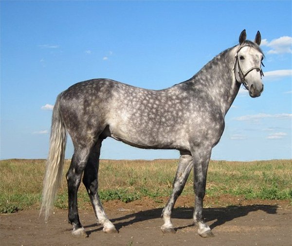 Орловська порода коней: історія, опис з фото