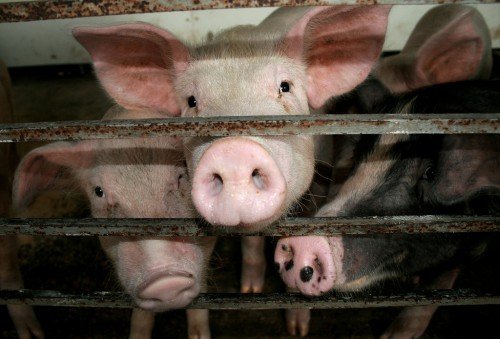 Саркоптоз свиней: симптоми, лікування, народні засоби