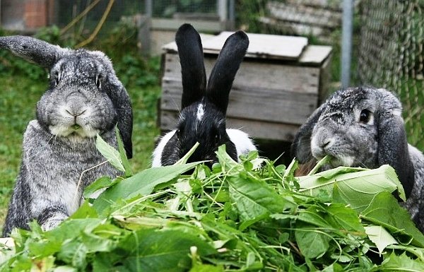 Потрібно чи і чи можна давати кроликам кульбабки в корм?