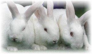 Кролик Білий Велетень: особливості породи, утримання і догляд.