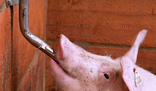 Ніпельні поїлки для свиней своїми руками: виготовлення, особливості