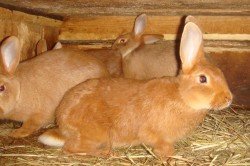Утримання і розведення кроликів новозеландської породи