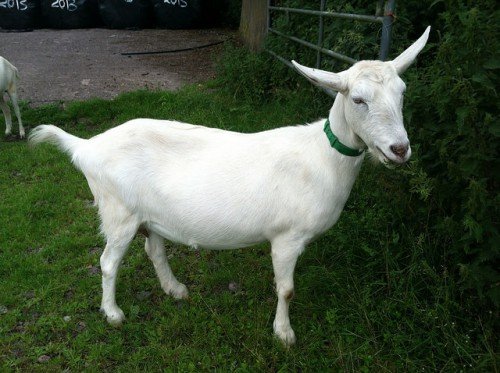 ЗааненскЗааненские кози: опис породи, скільки дає молокаие кози: опис породи, скільки дає молока