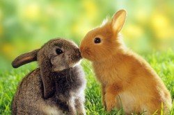 Особливості питання як назвати кролика варіанти